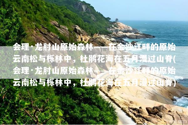 会理·龙肘山原始森林——在金沙江畔的原始云南松与栎林中，杜鹃花海在五月漫过山脊(会理·龙肘山原始森林——在金沙江畔的原始云南松与栎林中，杜鹃花海在五月漫过山脊)