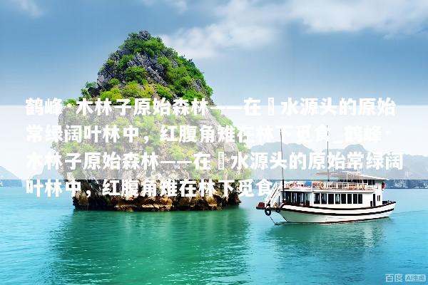 鹤峰·木林子原始森林——在溇水源头的原始常绿阔叶林中，红腹角雉在林下觅食_鹤峰·木林子原始森林——在溇水源头的原始常绿阔叶林中，红腹角雉在林下觅食