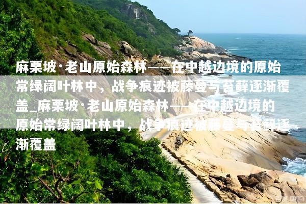 麻栗坡·老山原始森林——在中越边境的原始常绿阔叶林中，战争痕迹被藤蔓与苔藓逐渐覆盖_麻栗坡·老山原始森林——在中越边境的原始常绿阔叶林中，战争痕迹被藤蔓与苔藓逐渐覆盖